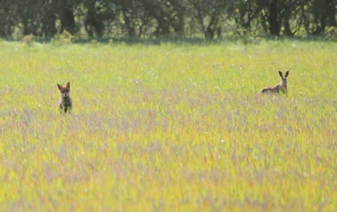 Необычный дуэт: британка сфотографировала зайца, отдыхающего в обществе лисицы в национальном заповеднике