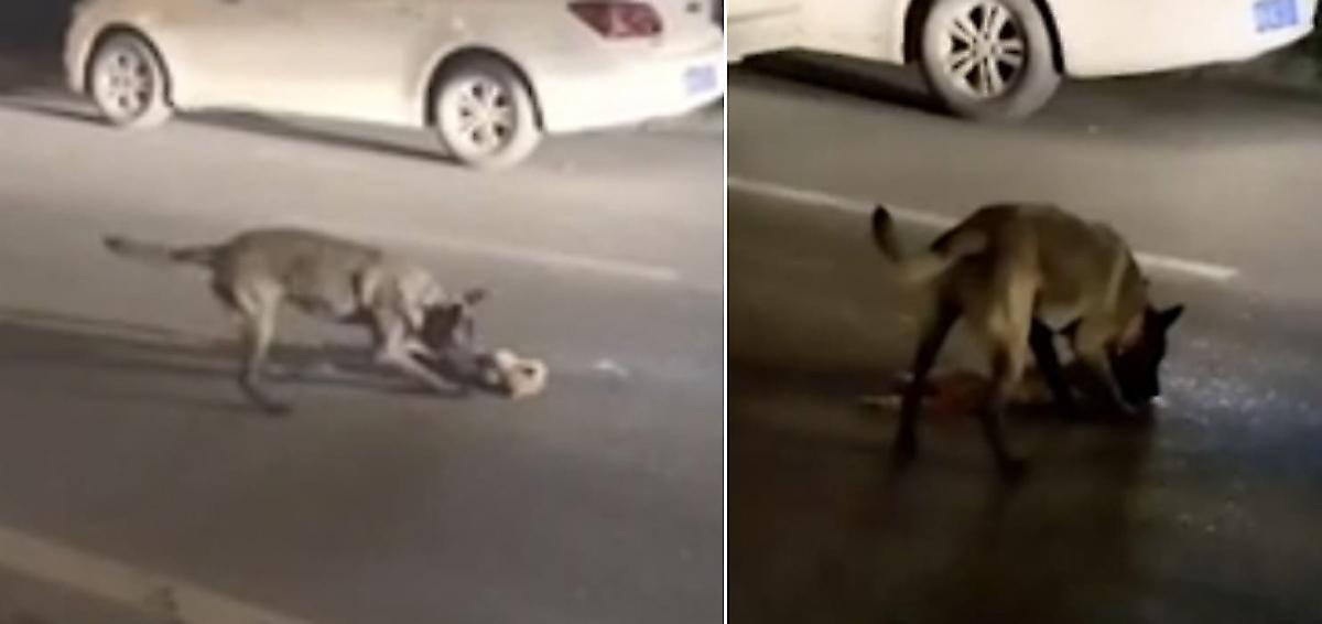 Собака, рискуя угодить под колёса автомобилей, оттащила к обочине кошачью тушку