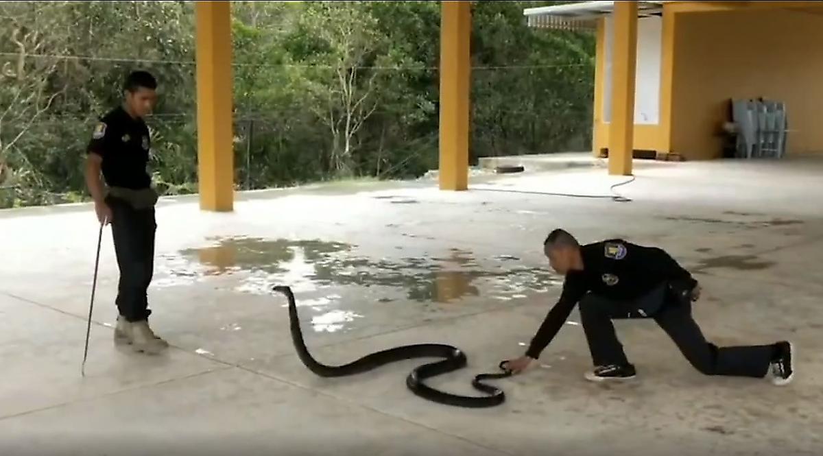 Змееловы устроили «пляски» вокруг массивной кобры, не желающей залезать в ящик - видео