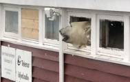 Белый медведь проник на склад с алкоголем и шоколадом в гостинице на острове Шпицберген (Видео)