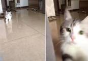 Безобидная игра закончилась молниеносной атакой кошки на хозяина (Видео)