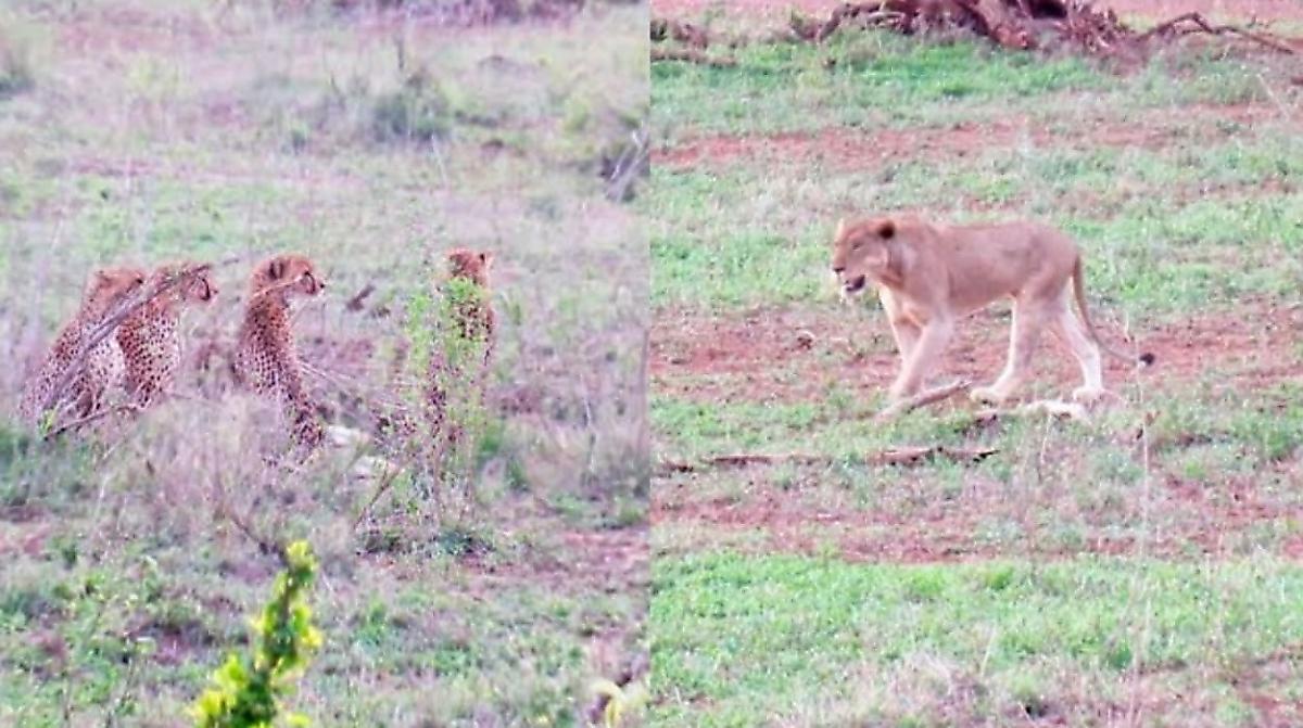 Коварная львица ограбила 5-х гепардов и стащила у них тушу антилопы
