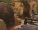 Лев отстоял свою территорию у туристов в природном заповеднике в Южной Африке (Видео)