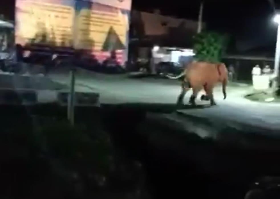 Похождения слона, привлекшего внимание сотен селян, попали на видео в Индии