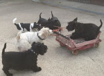 Собаки устроили забавные «покатушки» на тележке во дворе дома своей хозяйки - видео