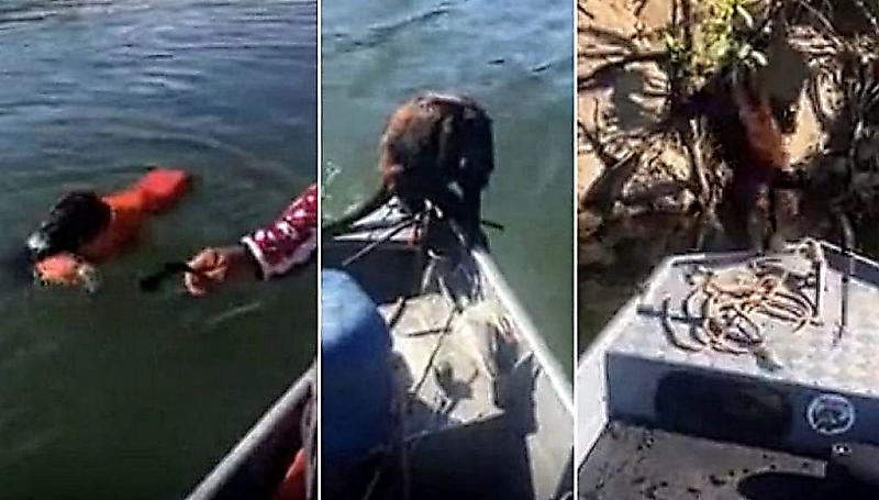 Рыбаки на лодке доставили до берега тонущую макаку в Бразилии ▶