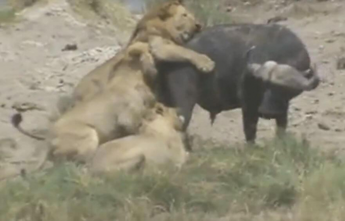 Три льва одолели буйвола в африканском заповеднике