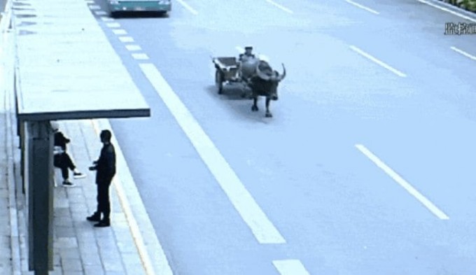 Взбесившийся буйвол, скинув наездника, отправился в одиночное путешествие по китайской магистрали (Видео)