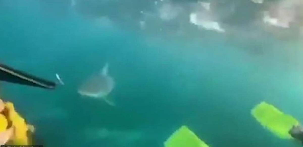 Юная дайверша запечатлела момент атаки акулы на себя и своего брата