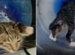 «Ювелирная» операция по спасению котёнка, застрявшего в бутыли, попала на видео в Джакарте