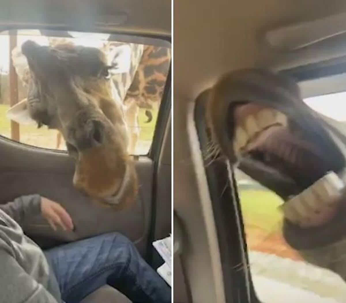 Жираф и зебра нарушили покой туристов и вторглись в салон автомобиля