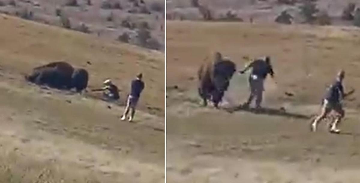 Беспечные туристы погладили дикого бизона и возмутили зоозащитников в США