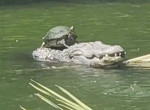 Черепаха «оседлала» крокодила в американском заповеднике ▶