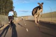 Кенгуру - каратист чуть не сбил спортсмена с велосипеда в Австралии (Видео)