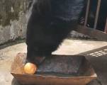 Китаянка два года принимала редкого чёрного медведя за тибетского мастифа (Видео) 1