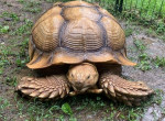 Массивная черепаха, совершив побег, вернулась домой спустя 74 дня 3