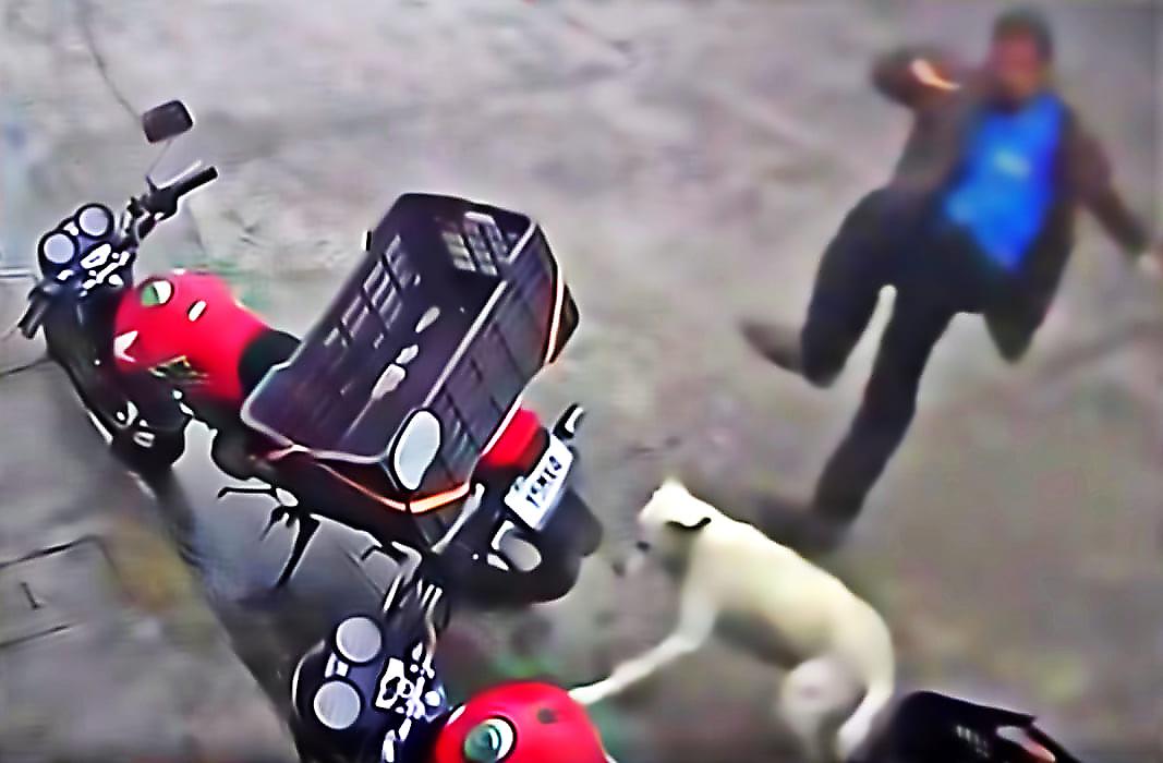 Мотоциклист, пнувший собаку, получил мгновенную расплату и рассмешил сеть