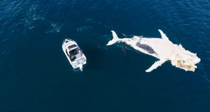 Стая акул обглодала тушу горбатого кита у австралийского побережья (Видео)