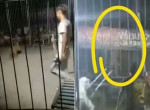 Тигр сбежал из клетки во время циркового шоу в Китае ▶