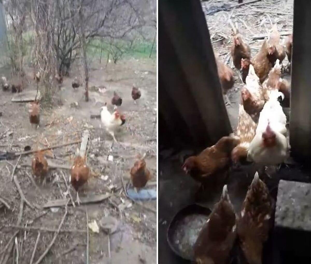 Владелец курятника устроил разгон курицам за нарушение карантина