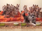 Владелица собачьего питомника приучила своих питомцев к порядку во время приёма пищи (Видео)