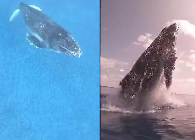 Игривый детёныш горбатого кита совершил зрелищное всплытие из глубины океана