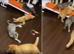 Кошки, разбуженные чиханием хозяина, мгновенно «испарились» и рассмешили сеть - видео