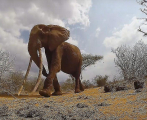 Любитель дикой природы запечатлел слона с самыми длинными бивнями