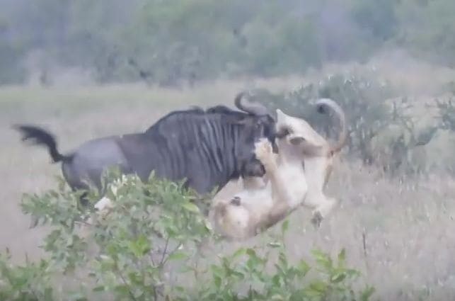 Не на того напали: схватка львиц с антилопой неожиданно закончилась капитуляцией хищниц (Видео)