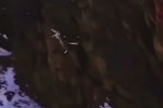 Снежный барс, схватив горного барана, свалился со скалы в Гималаях (Видео)