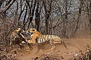 Тигрица напала на свою мать на глазах у туриста в Индии 1