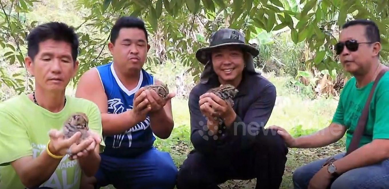 Трёх осиротевших детёнышей леопарда спасли в Таиланде ▶