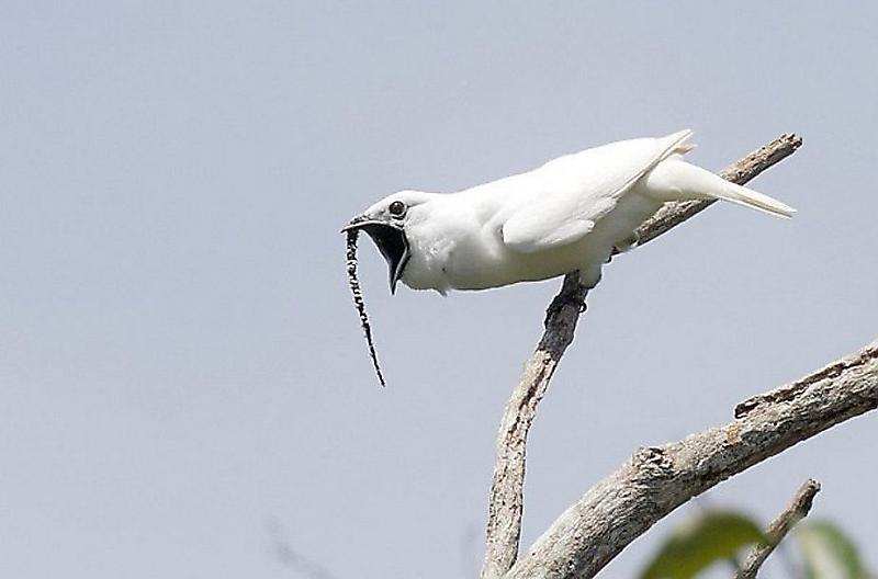 Учёные признали одноусого звонаря самой громкой птицей в мире ▶