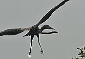 Жизнелюбивый угорь, застрявший в шее птицы, был сфотографирован в американском заповеднике