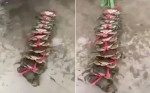 11 крабов, связанные верёвкой, совершили организованный побег из кухни в Китае (Видео)
