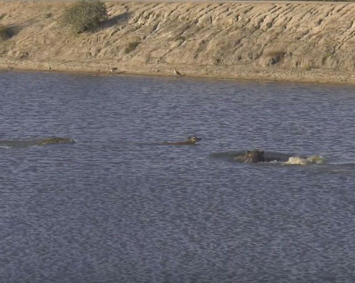 Бегемот напал на крокодила, устроившего погоню за импалой в реке