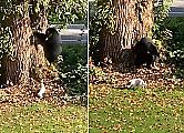 Бесстрашный терьер выпроводил медведя с охраняемой территории - видео