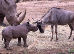 Детёныш носорога навёл порядок в вольере и напал на антилоп и жирафов ▶