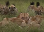 Гиены напали на львиц и отобрали у них бородавочника в Кении