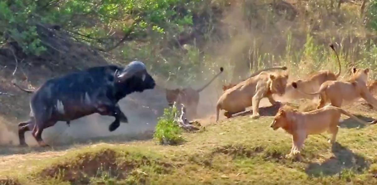 Львы не оставили шансов на спасение буйволу, потревожившему их покой в ЮАР - видео