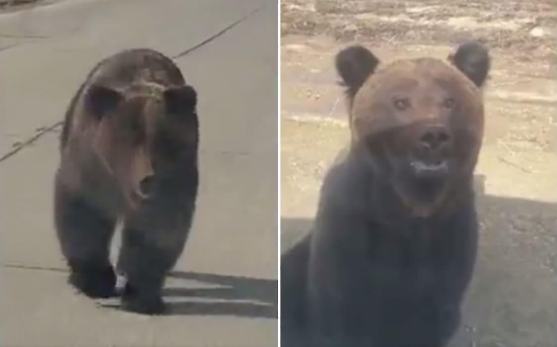 Медведь остановил автомобиль, а затем напал на несговорчивых туристов