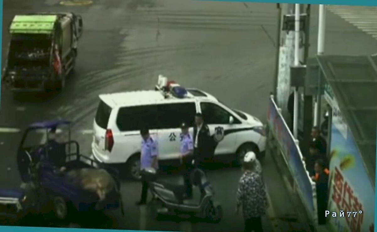 Полицейский на автомобиле ликвидировал агрессивного быка в КНР ▶️