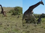 Самка жирафа, защищая детёныша, дала бой клану гепардов - видео