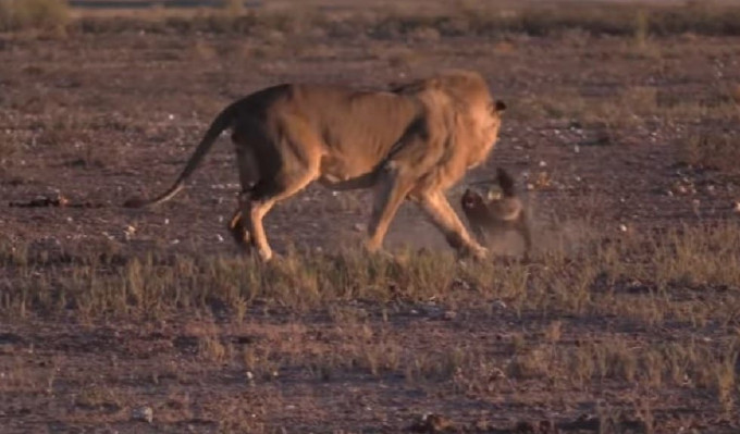 Смелый барсук отбился от льва в национальном парке Намибии (Видео)