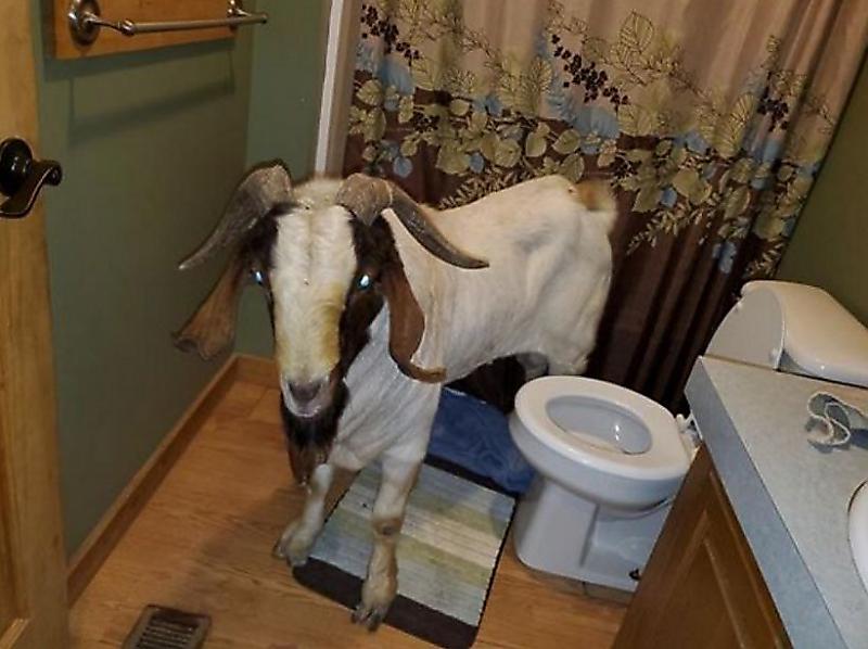 Вероломный козёл разбил стеклянные двери в чужом жилище и уснул в туалете ▶