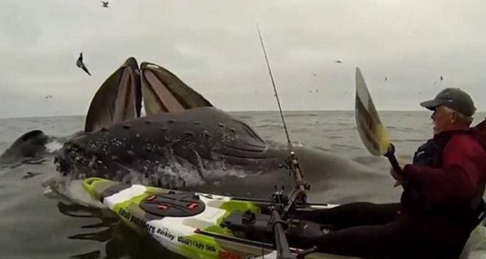 Два кита чуть не перевернули байдарку с рыбаком в Калифорнии. (Видео)