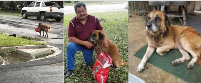 У ставшего знаменитым пса Отиса нашёлся хозяин в Техасе