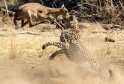 В объятьях смерти. Антилопа не смогла перепрыгнуть через гепарда в национальном парке Пиланесберг в ЮАР