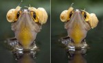 Ящерица, слушающая «крок-н-ролл» в необычных «наушниках», привлекла внимание фотографа в Индонезии