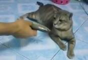 Владелец кошки вызвал «недоумение» у своего питомца, предложив ей рыбу. (Видео)